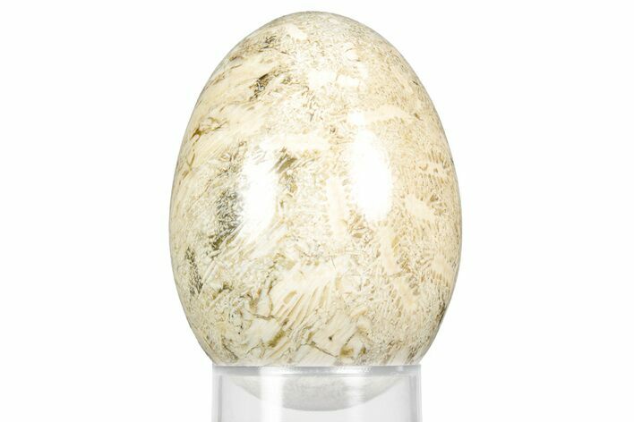 Polished Oligocene Fossil Coral Egg - Philippines #356298
